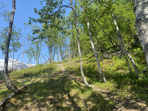 Bilde #1: Det gikk en god sti oppover skogen langs denne fjellryggen.