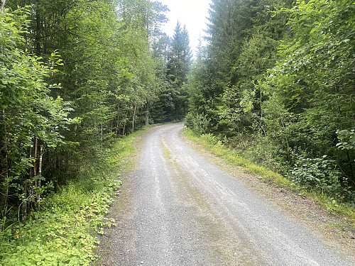 Bilde #1: Fra parkeringsplassen går de første ca. 300 meter av turen langsetter en grusvei gjennom skogen...