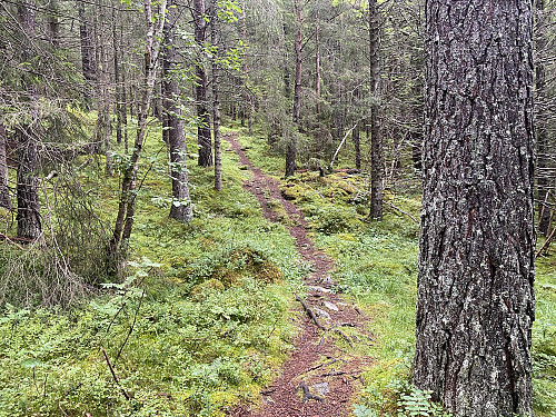 Bilde #4: Stien videre oppover gjennom skogen er tydelig, og det byr ikke på noe problem å finne fram.