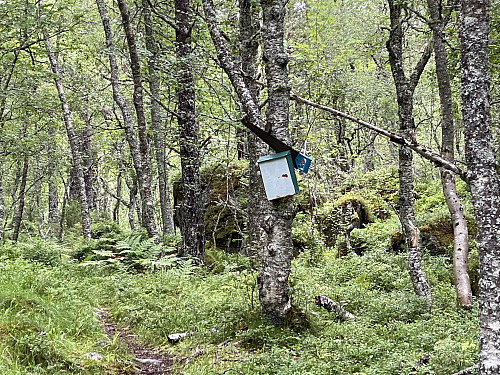 Bilde #6: Omkring 30 meter før man kommer til denne postkassa, kommer man til nok et veiskille, hvor en svak sti, som det kan være litt vanskelig å få øye på, tar av til høyre. Denne stien fører også opp til toppen av Hovdkollen, men følger en brattere trasé enn den som går rett fram