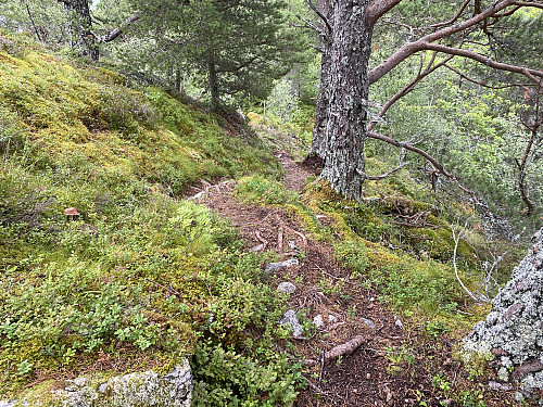Bilde #13: Stien på vei ned i skaret mellom toppen  og nordvest-knausen.