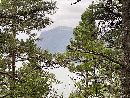 Bilde #16: Utsikt mot Kvitfjellet [833 m.o.h.].