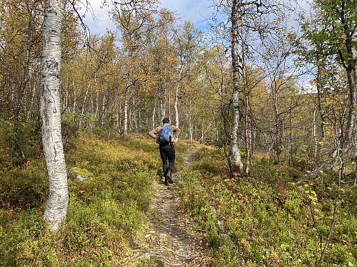 Bilde #1: Stien opp til Bjorlitoppen [1253 m.o.h.] går først gjennom skog,...