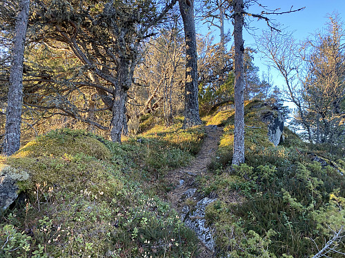 Bilde #9: Fra Klungnesveten var det en god sti å gå på bort til Høgberga [497 m.o.h.] og til Veten [503 m.o.h.].