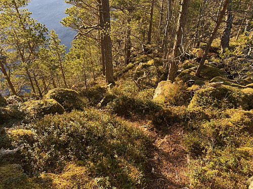 Bilde #11: På vei fra Veten og ned mot Orungdalen/Oraberga, fant jeg også en god sti, som imidlertid forsvant helt i et hogstfelt nede i dalen der.