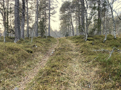 Bilde #13: På vei opp østryggen på Frisvollfjellet, går det en traktorvei nesten helt opp til toppen...