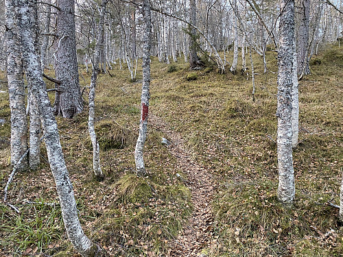 Bilde #14: ...og der traktorveien slutter, går det en tydelig, og godt merket sti, det siste lille stykket opp til toppen.