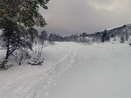 Bilde #2: Vi følger et skispor inn mellom Kjerringhaugen [386 m.o.h.] og Skarven.