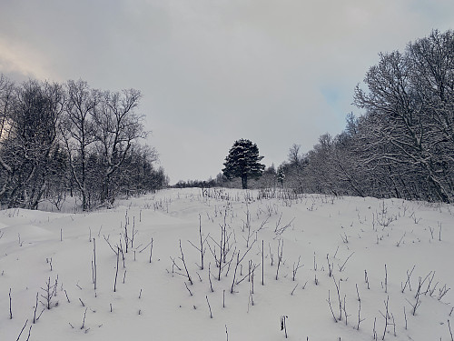 Bilde #4: Øvste delen av den åpne gata gjennom skogen på Skarven-sida av Skorgedalen.