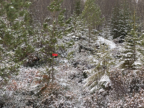 Bilde #3: Her fra et parti med småskog, der rødmerkingen på trærne var til god hjelp. Det var en spesiell form for rødmerking, riktignok; i form av rød tape på trærne.