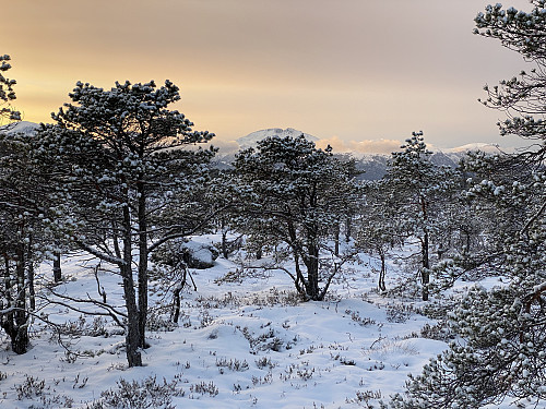 Bilde #7: Blåskjerdingen [1069 m.o.h.] kommer til syne over de spredte furutrærne.