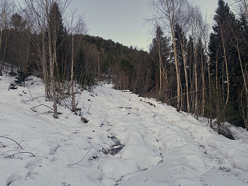 Bilde #1: Skogsveien opp på østsida av Hælberget.