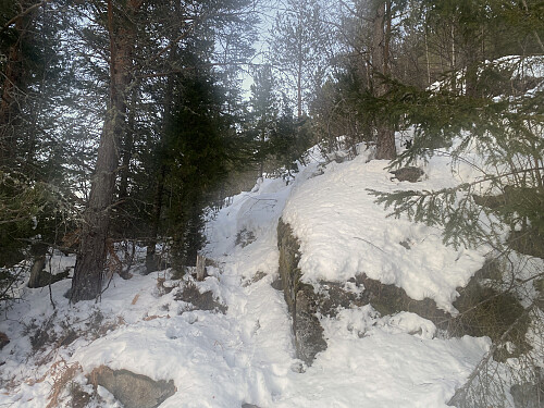 Bilde #3: Jeg følger noen hjortetråkk på vei opp fjellryggen mellom Hælberget [203 m.o.h.] og Kammen [288 m.o.h.].