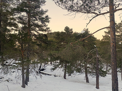 Bilde #5: Toppen på Benningsholten [372 m.o.h.] sees gjennom furuskogen.