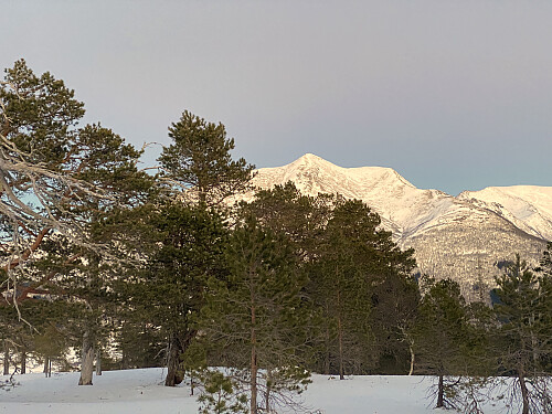Bilde #11: Tarløysa [1086 m.o.h.] sett fra Kolåsen [359 m.o.h.]. Traséen jeg valgte videre herfra, går ned gjennom skogen litt til venstre.