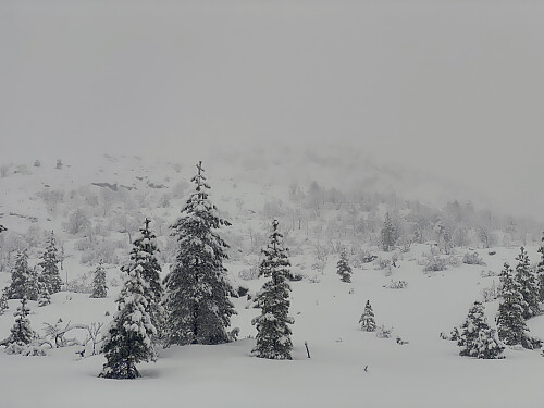 Bilde #3: Nonsfjellet [485 m.o.h.] kommer til syne i skydekket. Får å unngå bratte partier og skredfare, går jeg imidlertid opp lengre til venstre.