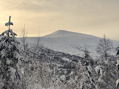 Bilde #2: Utsikt fra parkeringsplassen mot Nebba [1105 m.o.h.]. Den tilsynelatende toppen på bildet er imidlertid en knaus angitt til 927 m.o.h. på kartet, mens selve toppen ligger ca. 1 km videre bakover på en rygg bakom knausen.