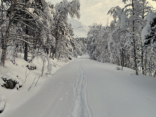 Bilde #3: Den siste kilometeren opp til Skrokkensetra var ikke brøytet, men snøen var lett og fin å gå i.