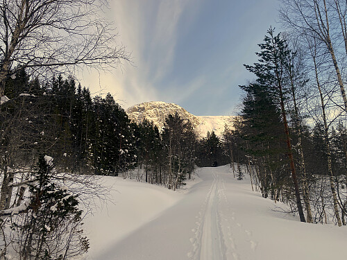Bilde #1: På vei oppover mot Skrokkensetra [420 m.o.h.], når Skrokkenfjellet [1058 m.o.h.] kommer til syne over tretoppene.