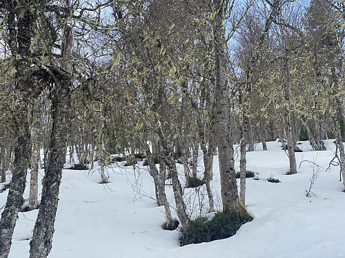 Bilde #3: Ved ca. 400 høydemeter, er skogen blitt mer glissen, og trærne er blitt skjeggete.