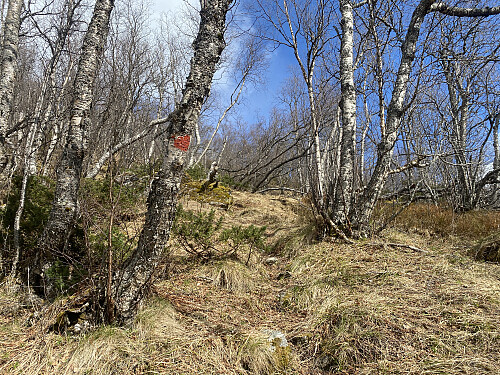 Bilde #2: Stien oppover mot Kinnakollen var ikke veldig tydelig over alt, men til gjengjeld var den godt rødmerket.