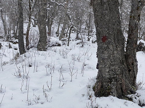 Bilde #4: Stien jeg fulgte var egentlig rødmerket, men rødmalinga var gammel, og mange steder delvis falt av, og var ikke like lett å få øye på over alt; og når stien i tillegg var dekket av snø, måtte en del gjetning til underveis...