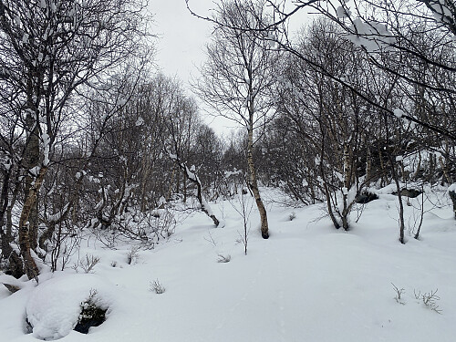 Bilde #5: Snødybden økte gradvis på oppover fjellsida. Traséen gikk stort sett 5-10 meter til høyre for en bekk som man på kartet kan se stien følger oppover.