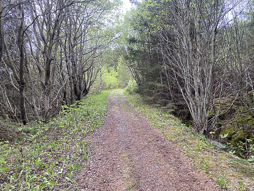 Bilde #1: Det første lille partiet opp fra Ferjekaia på Dryna gikk langs en gammel skogs- eller traktorveg,...