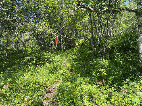 Bilde #11: Stien opp på Varguraksla er stort sett veldig tydelig og lett å følge, og i tillegg er den også godt merket.