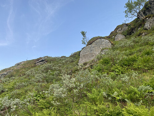 Bilde #41: På vei opp den relativt bratte nordsida av Nørdre Smørhylla [783 m.o.h.].