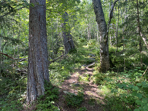Bilde #1: Fra start var det en grei sti å følge gjennom skogen.