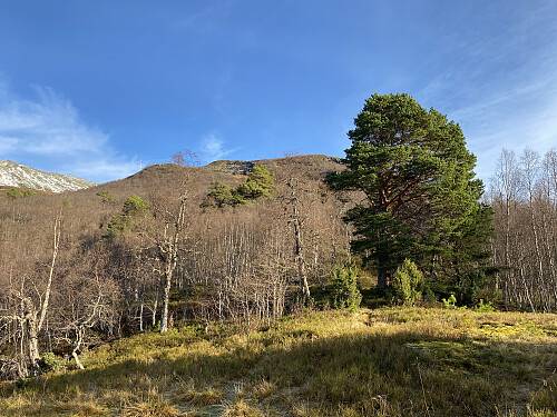 Bilde #3: Nyken [1122 m.o.h.]. Blåtinden [1341 m.o.h.] sees ute i venstre billedkant.
