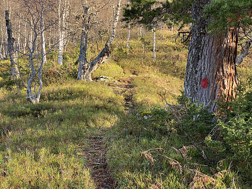 Bilde #4: Stien mellom Ovråsætra [430] og Klovsetsætra [549 m.o.h.] er rødmerket.