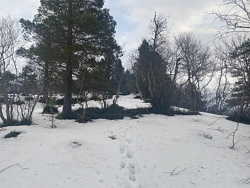 Bilde #3: Forholdene denne dagen varierte fra helt bart, til snø opptil ca. knehøyde.