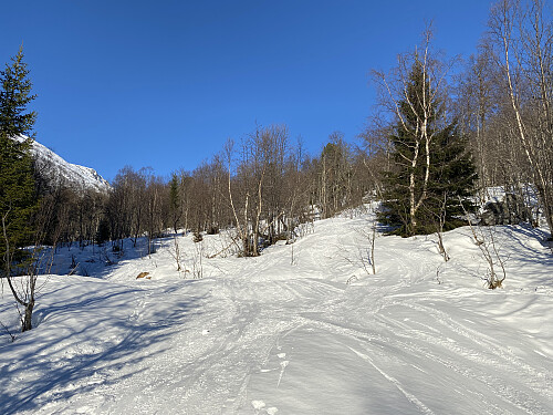 Bilde #2: Første del av traséen går gjennom skog, og er felles for denne turen, samt turen til Kyrkjetaket og til Loftskartinden.
