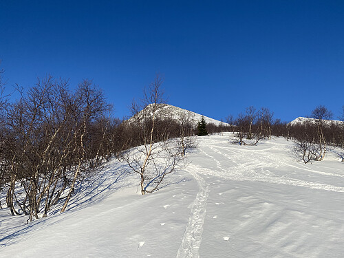Bilde #6: Traséen videre oppover fra Loftskarsætra [465 m.o.h.] mot Skarven [1143] og Søre Klauva [1356 m.o.h.].