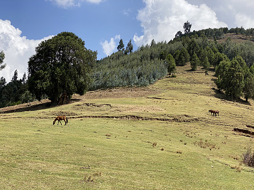 Image #7: Pastureland with some horses, just as we're embarking upon the steep mountain side of Damota.