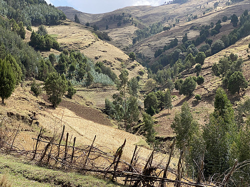 Image #8: Barley fields in the steep slopes of Damota.