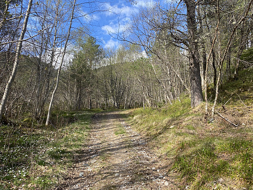 Bilde #1: Mellom Sør-Heggdal og Rakvågen løper et dalføre som deler fjellmassivet på Otrøya i to, og gjennom dette dalføret går en skogsvei, som jeg fulgte det første lille stykket på denne turen.