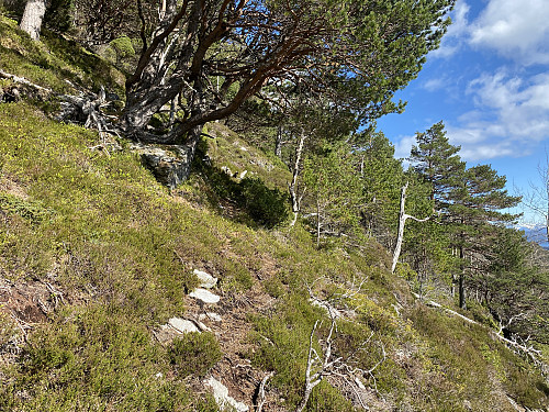 Bilde#6: Det var ingen sti å se langsetter denne åsryggen, men skogen var ikke tettere enn at det gikk greit å ta seg fram.