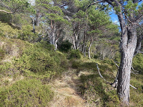 Bilde #8: Skogen har tetnet noe til, men det fantes dyretråkk her og der, som det gikk an å følge.