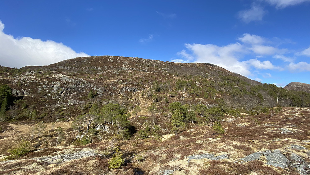 Bilde #11: Etterhvert som jeg nærmet meg, så Skåla [607 m.o.h.] faktisk ganske så majestetisk ut. Jeg bestemte meg for å ta meg rett opp brattsida omtrent midt på bildet, da det ville bli en omveg om jeg skulle følge ene eller andre fjellryggen opp. Møtte på en kanskje ca. 80 cm lang, men slank og fin huggorm i solsteiken oppi fjellsida der, men rakk desverre ikke å ta bilde av den før den stakk av.