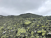 Avinus1_20210717_60f3376317ef3.jpg