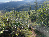 Avinus1_20210822_612290f3a80e3.jpg