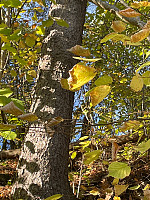 Avinus1_20211017_616bf85d330d5.jpg