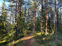 Avinus1_20211031_617eae58b1a27.jpg
