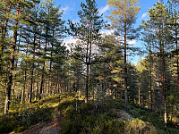 Avinus1_20211031_617eae596a3e7.jpg