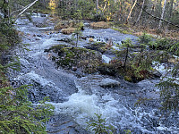 Avinus1_20211104_618426e90943b.jpg