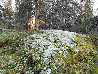 Avinus1_20211104_618426ecad1d7.jpg