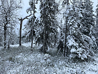 Avinus1_20211108_6189236874af5.jpg